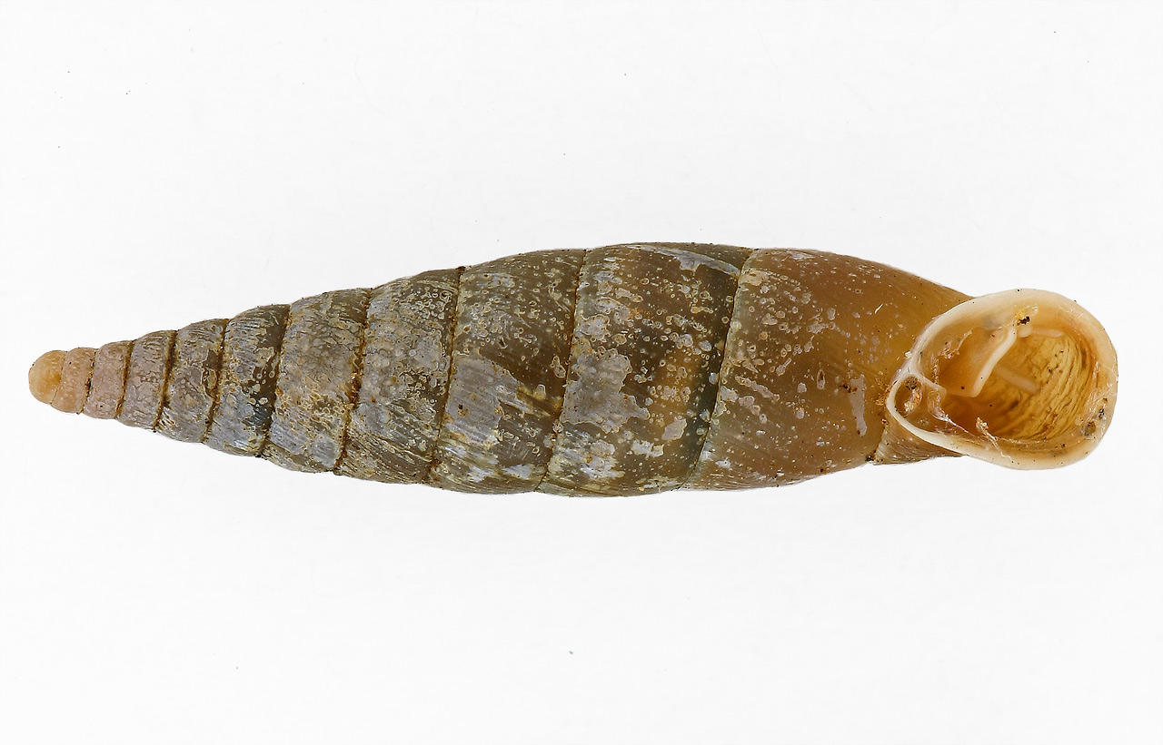 Clausilide: Cochlodina cfr.incisa